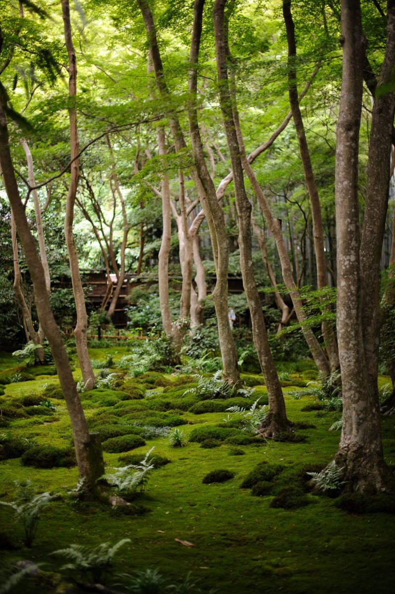 Японский лес