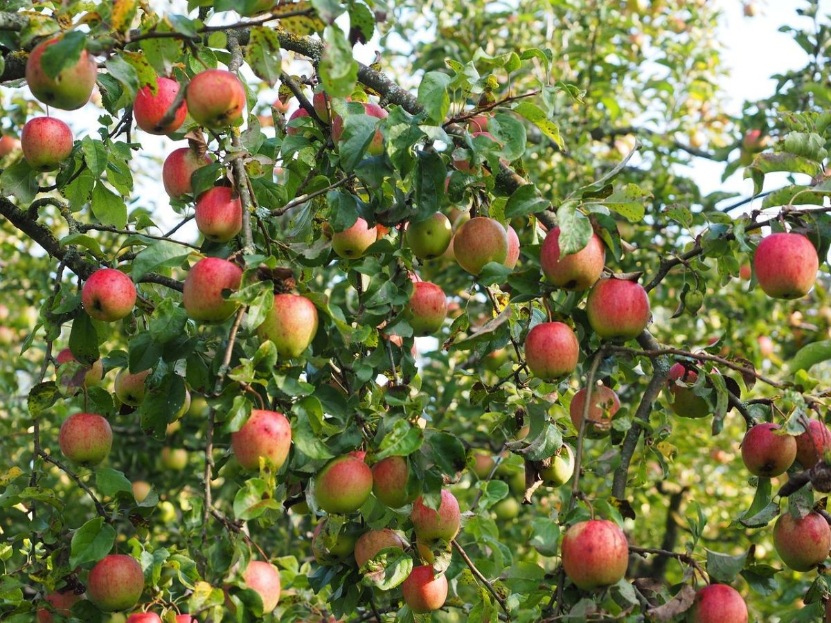 Ред фри яблоня
